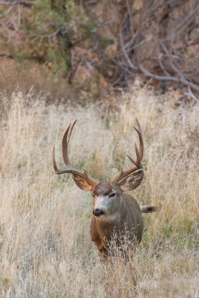 Katır geyiği Buck Güz — Stok fotoğraf