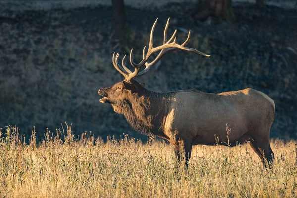 Toro Elk Bugling — Foto de Stock