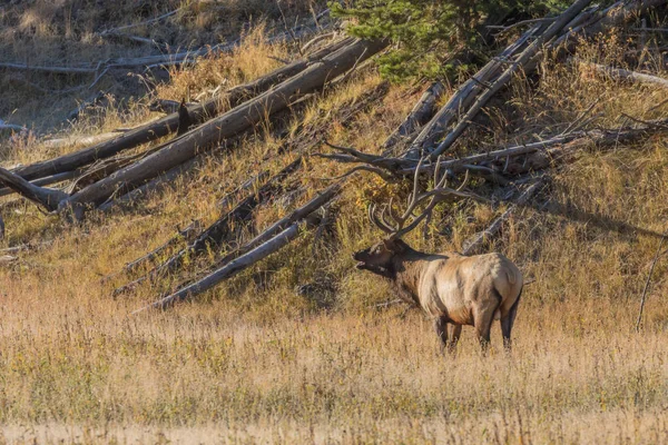 Bull Elk Bugling — Stock Photo, Image