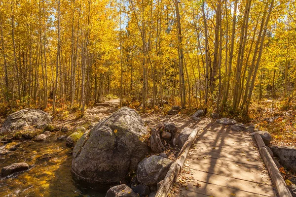 Weg durch Espen im Herbst — Stockfoto