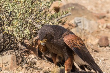 Güzel Harris Şahin