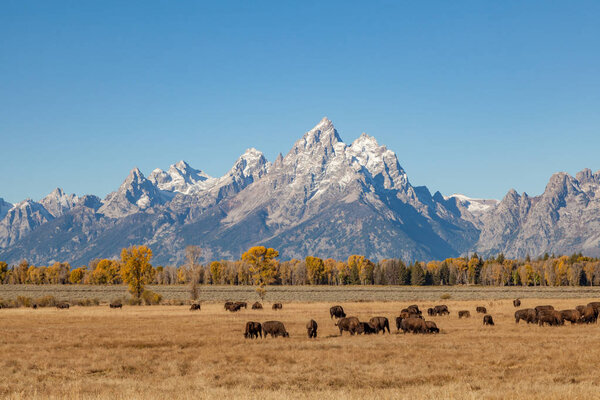 Tetons and bison in Fall