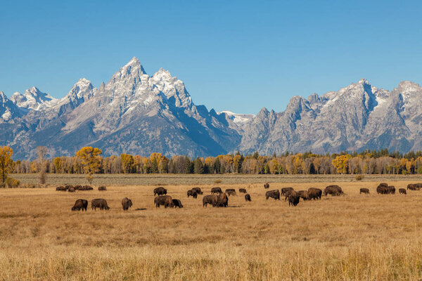 Tetons and bison in Fall