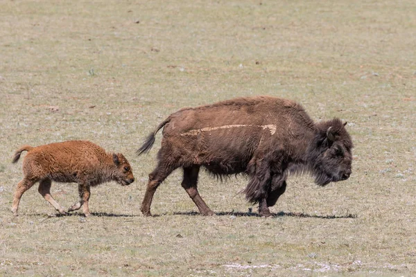 Bison Vache et veau — Photo