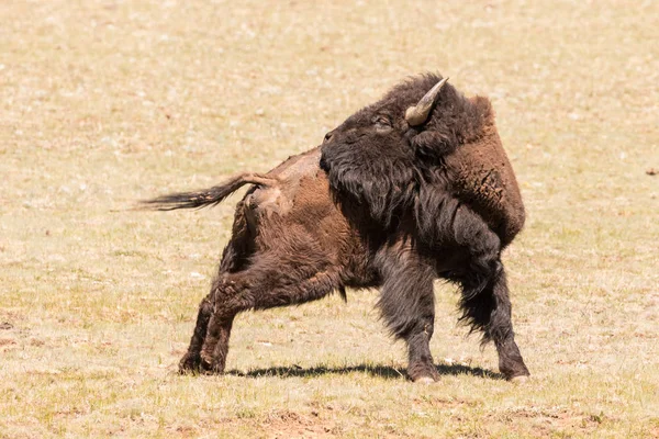 Bison em Meadow — Fotografia de Stock