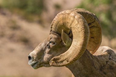 çöl bighorn koyun ram