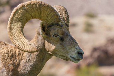 çöl bighorn koyun ram