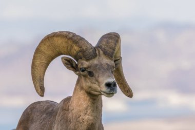 çöl bighorn koyun ram