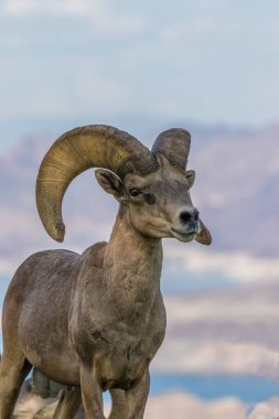 çöl bighorn koyun ram