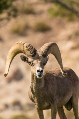 çöl bighorn koyun ram