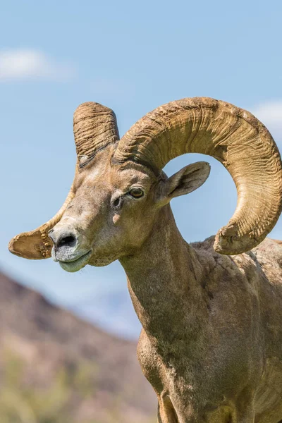 çöl bighorn koyun ram