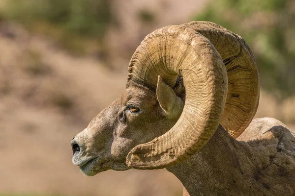 Desert Bighorn Sheep Ram — Stock Photo, Image