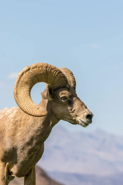 Rama di pecora del Bighorn del deserto — Foto Stock