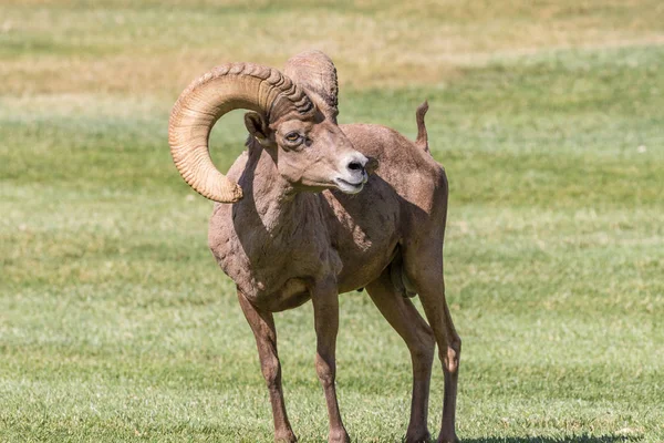 Έρημο bighorn πρόβατα ram — Φωτογραφία Αρχείου