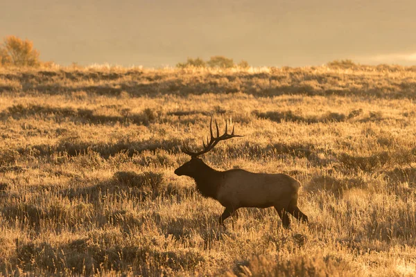 Bull Elk in Fall — Stock Photo, Image