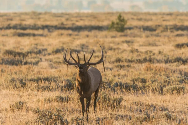 Bull elk Bugling — Stock Photo, Image