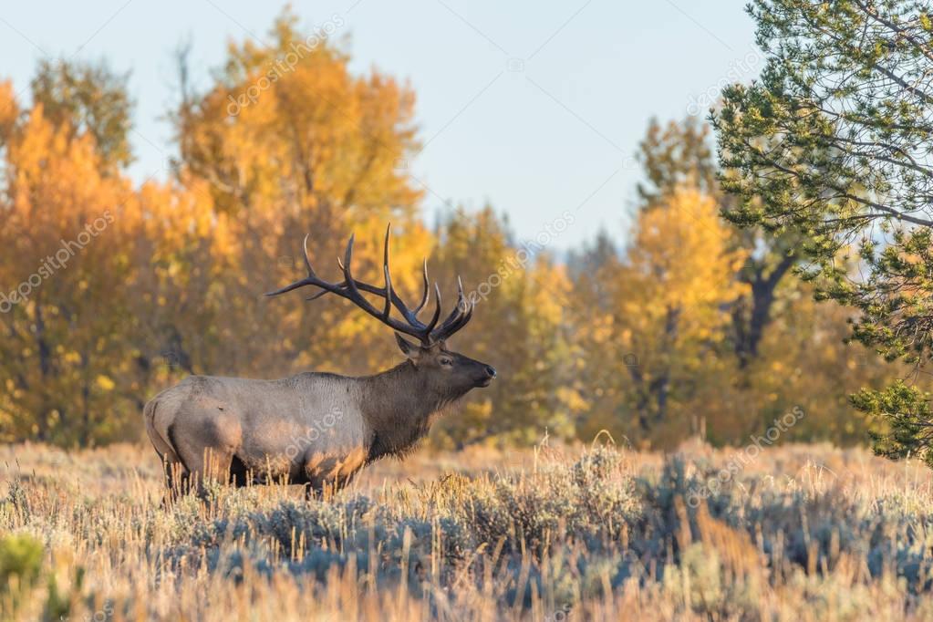 Bull Elk in Fall