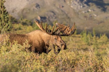 Alaska Yukon boğa geyiği