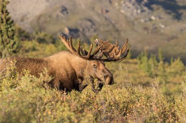 Alaska Yukon Bull Moose clipart