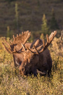 Alaska Yukon boğa geyiği