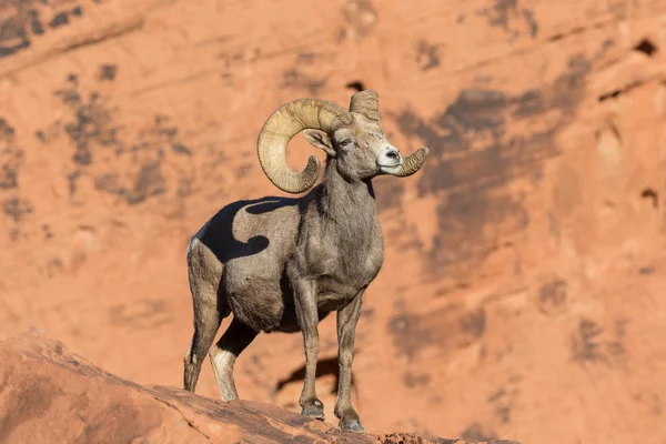 Sivatagi Bighorn juh Ram — Stock Fotó