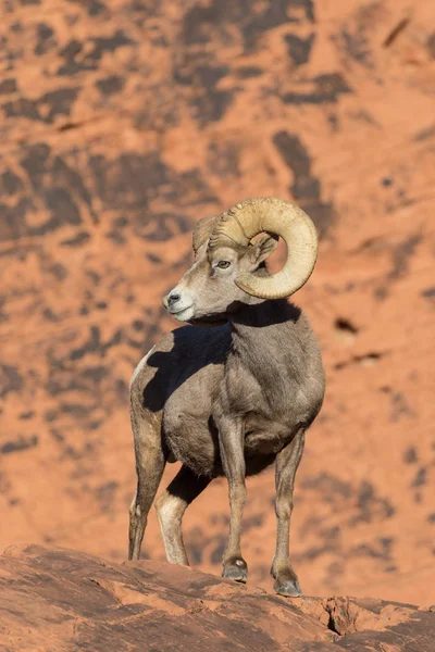 Sivatagi Bighorn juh Ram — Stock Fotó