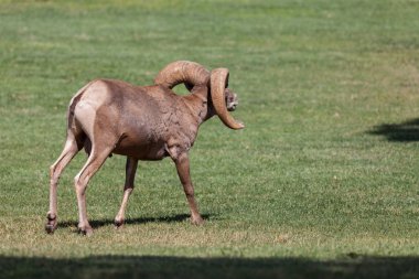 çöl bighorn koyun ram