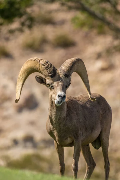 Baran owiec bighorn pustyni — Zdjęcie stockowe