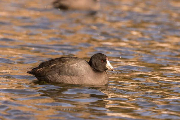 American Coot Reflected — Stock Photo, Image