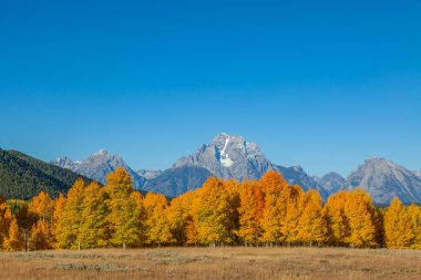 Sonbaharda doğal Tetons