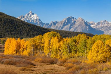 Sonbaharda doğal Tetons