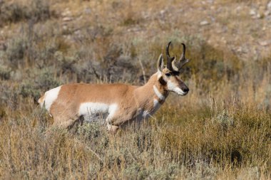 Boynuzlu antilop Buck