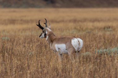 Boynuzlu antilop Buck