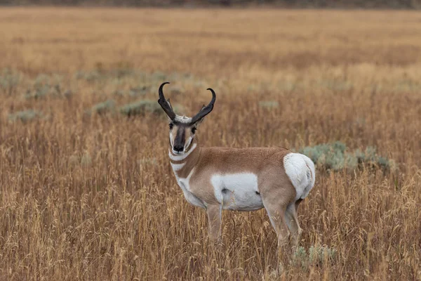 Pronghorn Antelope Buck — Stock Photo, Image