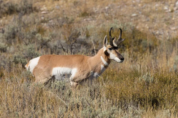 Pronghorn antielope buck — Photo