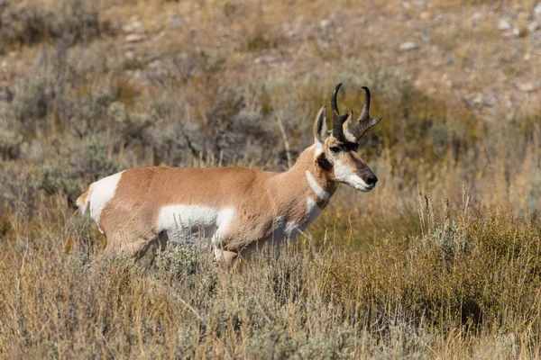 Pronghorn antilope buck — Foto Stock