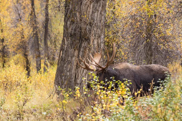 Shiras Bull Moose in sleur — Stockfoto