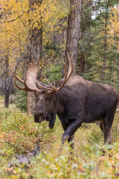 Shiras Bull Moose en la rutina —  Fotos de Stock
