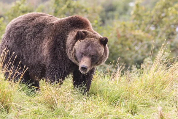 Orso bruno in Alaska — Foto Stock