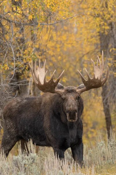 Bull moose in herfst — Stockfoto