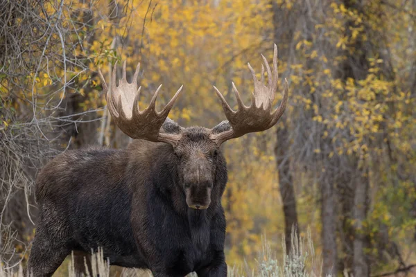 Bull moose in herfst — Stockfoto