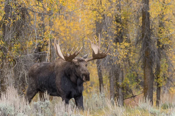 Bull Moose in Fall — Stock Photo, Image