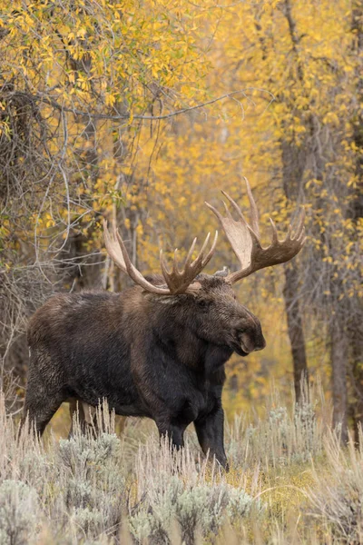 Bull moose in herfst — Stockfoto