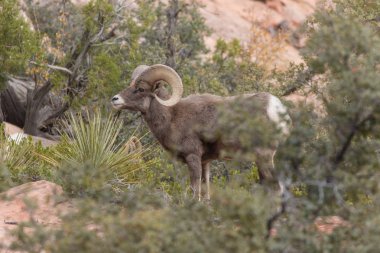 çöl bighorn koyun ram