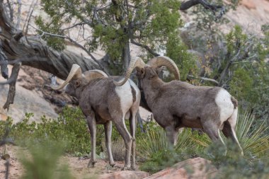 çöl bighorn koyun rams
