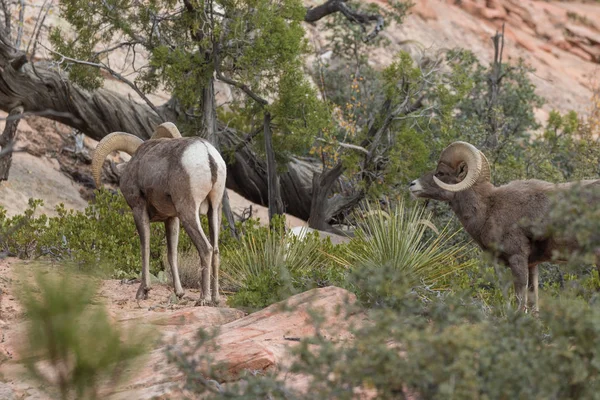 Desert bighorn Sheep Rams — Stock Photo, Image