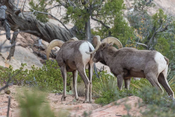 Desert bighorn Sheep Rams — Stock Photo, Image