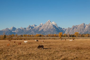 Tetons ve atları Güz