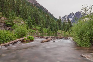 Yaz aylarında doğal kestane çan