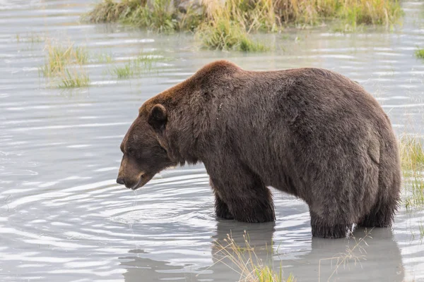 Brown Bear на Алясці — стокове фото